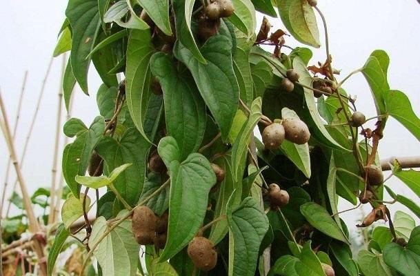  【抢手货】人称零余子，儿时当玩具玩，如今价格翻倍，5元一斤成