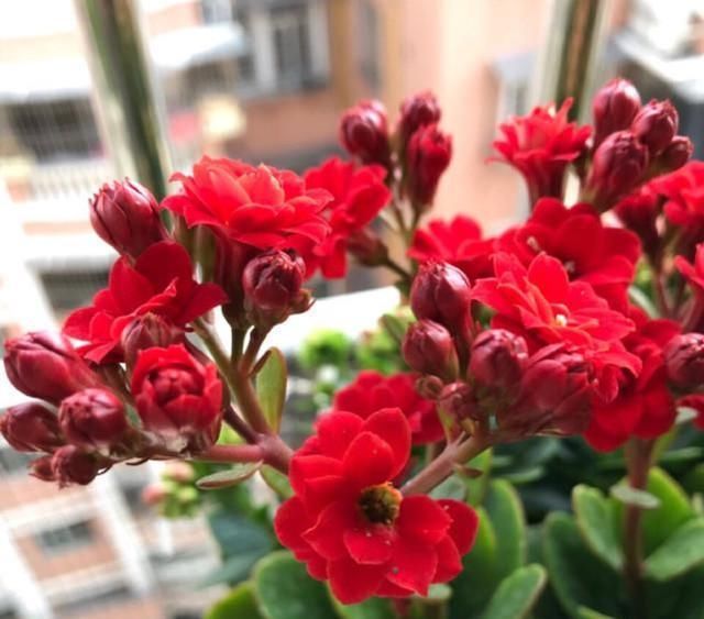  『剪掉』养长寿花用这两个小技巧，开花一团团，枝繁叶茂花儿多