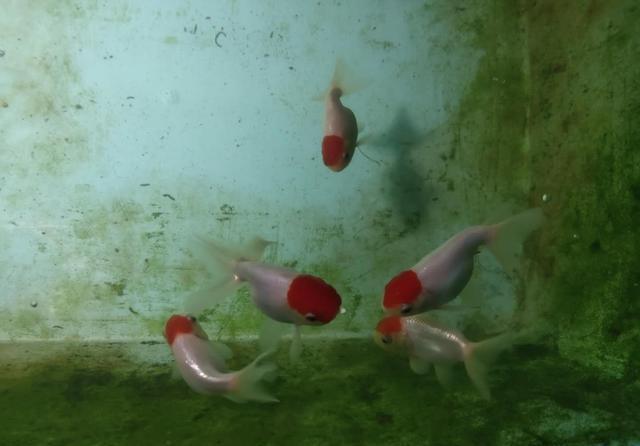 饲养观赏鱼@为什么养鱼经常因某些理论而争执?因为不明白所有偏见都是共识