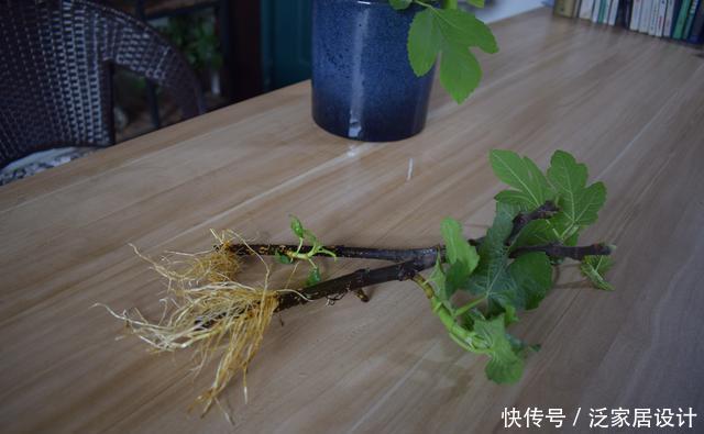 果实|一节枝条,轻松种一盆无花果盆栽,果实多的吃不完!