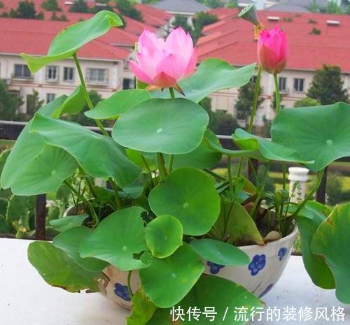  『铜钱草』这2种花最喜欢喝水了，到了盛夏一定要多浇水，不断水就不萎蔫