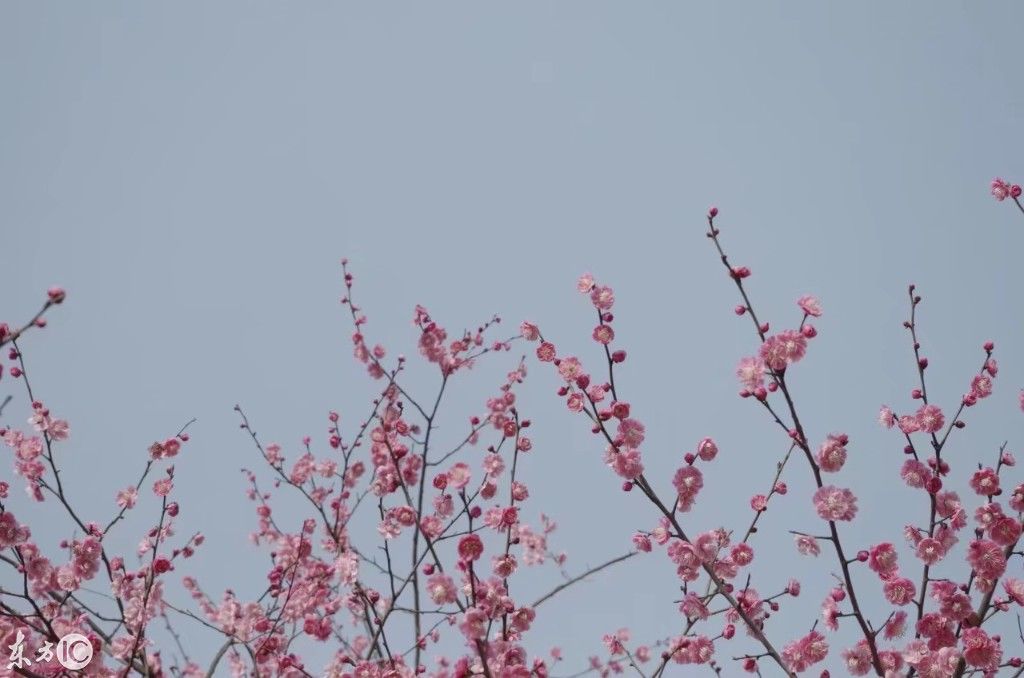 毛泽东、王安石、苏轼、李煜,四大诗词人《咏