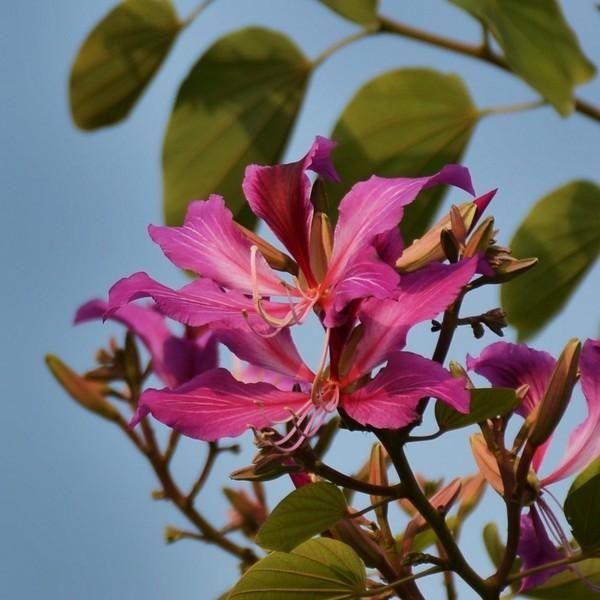  「菠萝蜜」南宁：请打量这夜色