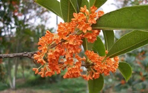 『桂花』桂花开花,不长叶子,是怎么回事?