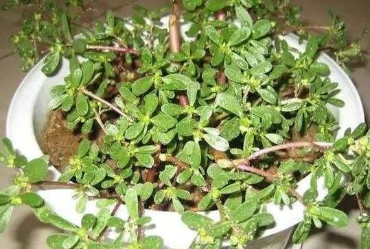  乌发@最养人的“2种植物”，既能吸甲醛，又能“乌发”，养1盆真值得！