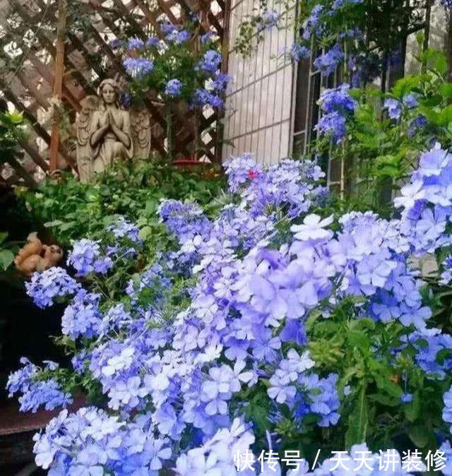  种喜光：夏天烈日太厉害，就养4种喜光花，一口气开花200天，花量巨大