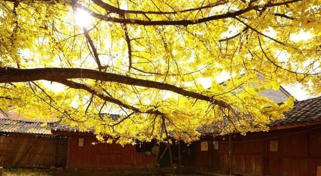 2020年旅行时间表来啦