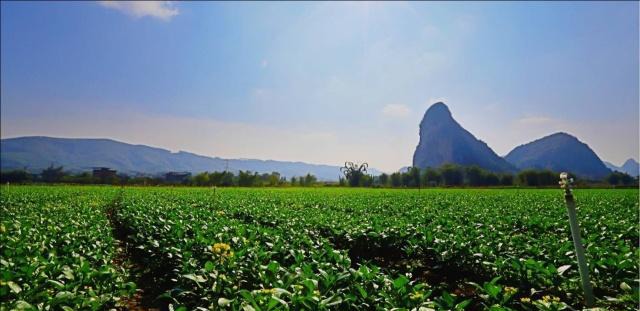 农村没有赚钱的可能？这五种农业项目，最高国家可补贴10亿