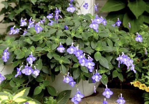  「海豚」它被称为“海豚花”，1盆开花“50朵”，花朵紫色，比太阳花美！