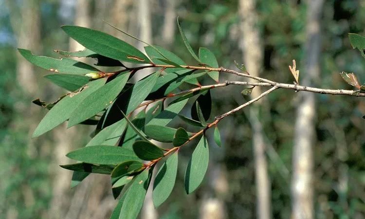  『氧化物』默默无名的白千层精油 法系芳香疗法科学芳疗