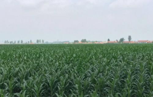  「补贴」2020年，“养老”补贴来了！一类人免交养老保险，农民