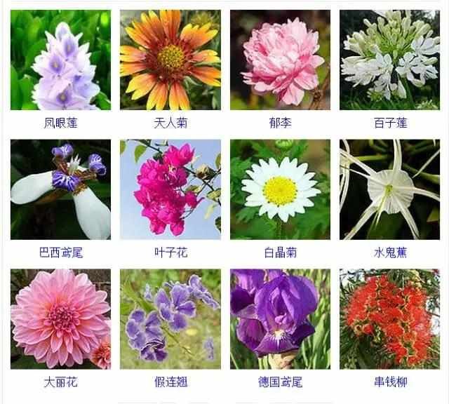  【品种】400种 · 观花植物品种大全，值得收藏
