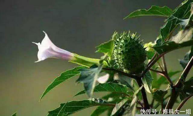  蒙汗药@武侠小说中常听到的“蒙汗药”，其实就是一种农村寻常见