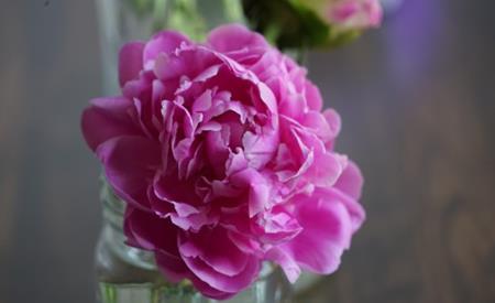  【阳光】新手养花，不如养观赏精品：芍药花的养殖方法