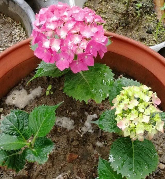  [叶子]4种花“适宜”在五月扦插，2周生根、下个月就开花，别花钱买了