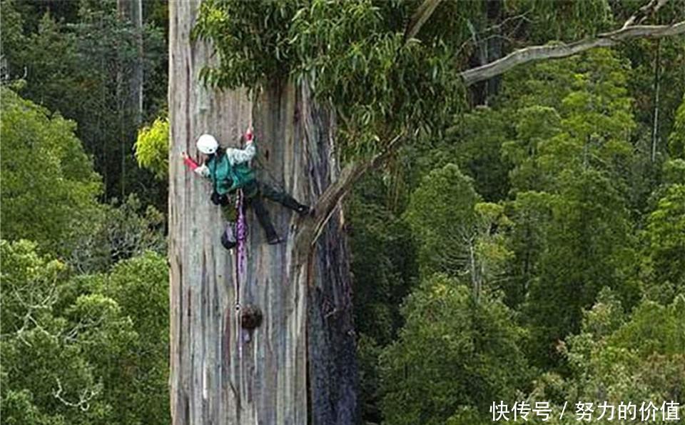  [种植]地球最能吸水的树，能长到将近五十层楼，为何中国却严令