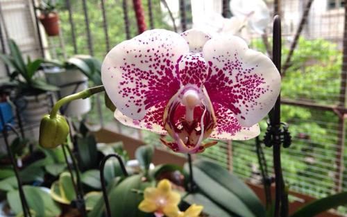 『蝶兰根系』根系挤破盆的蝴蝶兰需要换盆吗?蝴蝶兰就喜欢挤,越挤根旺花越多