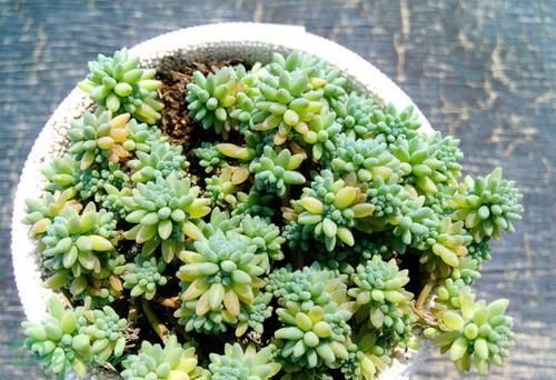  「景天科」1种景天科多肉，曾被误认是杂草，如今很多人当盆栽养，确实美
