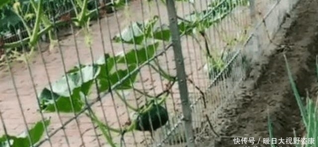 【强迫症】有个“强迫症”外婆, 种菜都很“奇葩”网友 已确诊, 强迫症晚期