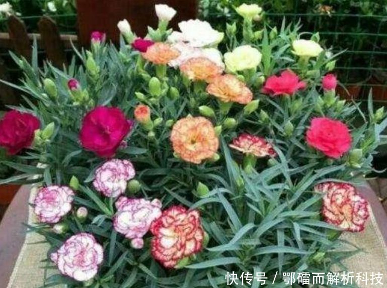  『家里』家里养上“4种花”，直接变成小花园，开花一茬茬，太漂亮！
