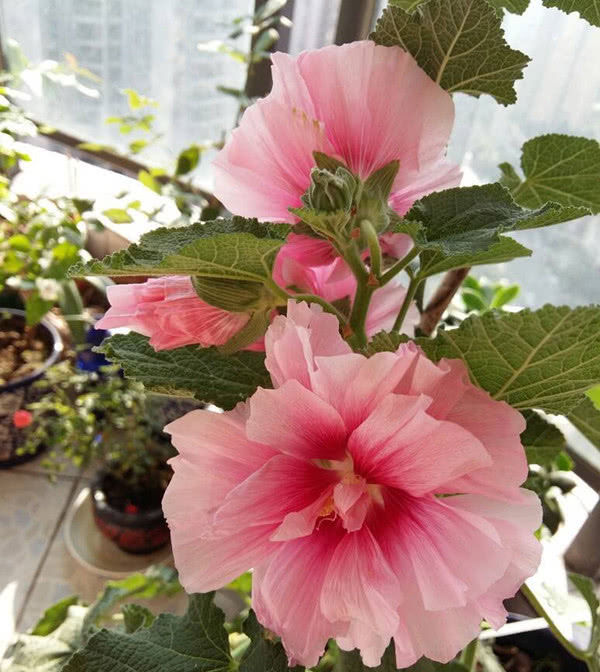 『世界』中国产的世界名花,花大色艳“颜值”高,还可做成盆栽观赏!