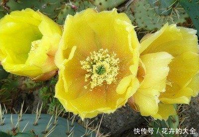 「美艳」喜欢在家中养护美艳的花卉,就选择3种花卉,妖娆多姿,漂亮美丽