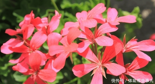 身边|此花所代表的是幸福就在身边,是最美的遇见,还是很常见的花