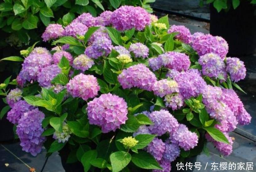  家里：“4种花”养家里，开花不断，花朵多又艳，直接变成“小花园”！