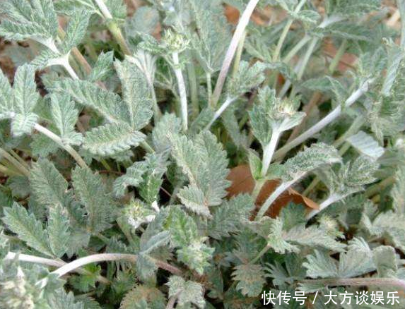 农村地里的“变色龙”，被村民当成无用杂草，现在卖90一斤