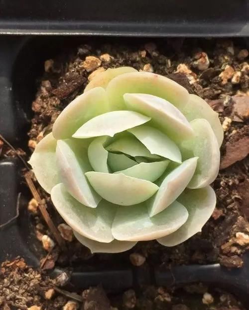  x海琳娜■景天大神亲手杂交的50多种多肉，你肯定没见过！
