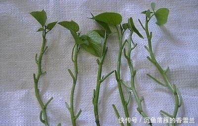 「种菜」春季阳台种“2种菜”,长势快,好吃又好养,吃了一回又一回