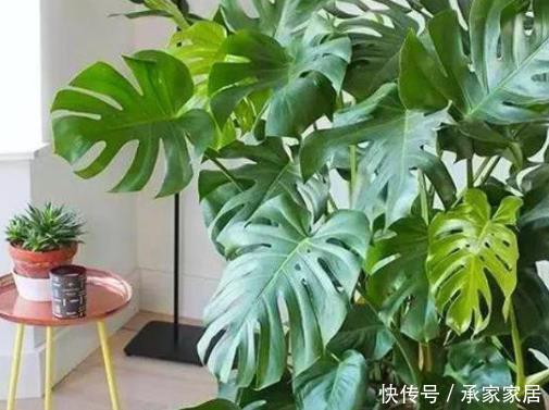 『往来』人情往来中,这4种花不要轻易送人,小心把自家“福气”送走