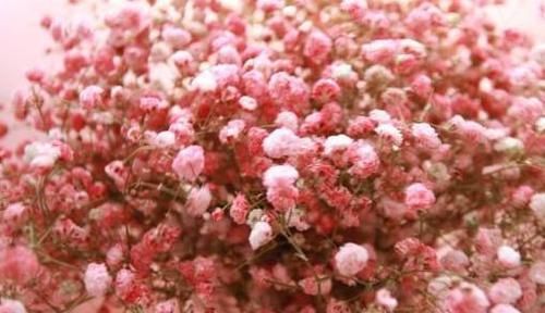  【阳台】庭院选这几款花，花姿妖娆，花开香飘溢满屋，阳台变温馨花园