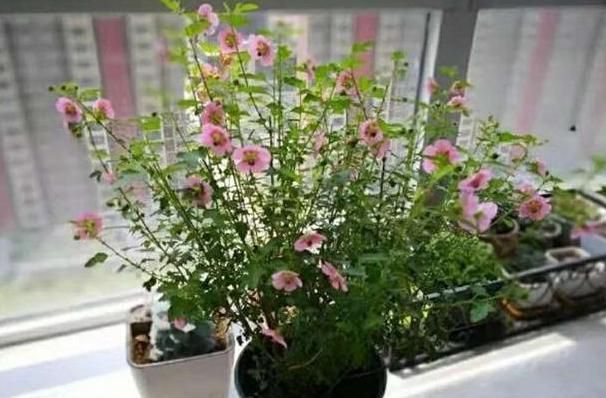  【幸福之门】这“3种花”，漂亮又好养，四季都开，简单一养就“爆盆”，值！