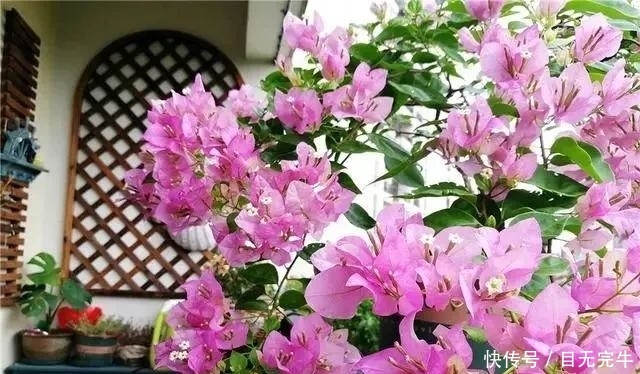  【极致】养三角梅，花前花后浇水“反着来”，花量几翻倍，爆花到到极致！