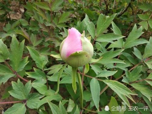  『培育』感叹牡丹的适应能力，在花农精心培育下，如今在东北落户花开