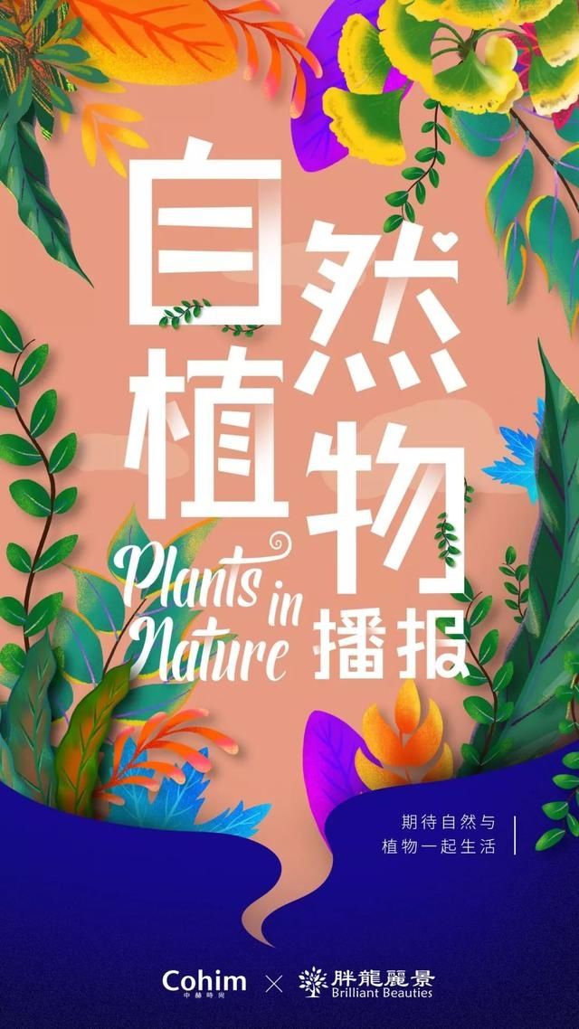  『迎春花』春分｜说说春花里的“替身演员”