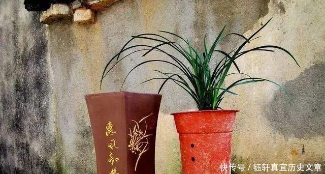  「深盆」野生兰花的根都不深，可为什么种植都用深盆这么说就明白了