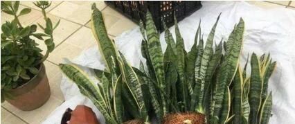  [虎皮]盆底埋上“1个它”！虎皮兰新芽“窜不停”，1年养出20盆