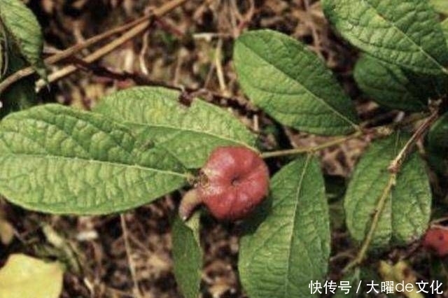 果子@“1种果子”常被忽视,人称“算盘子”,如今1斤“10元”不好买!
