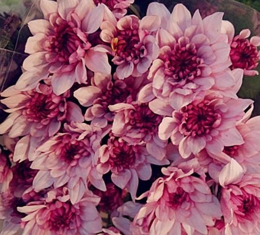 『牡丹』养花就养让人心动的花,花开雍容华贵赛牡丹,绚丽多姿,彰显品位