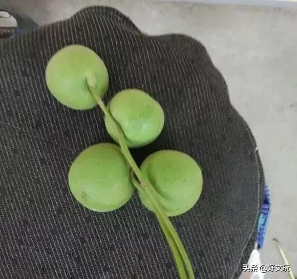 大爷花10年“种椅子”，一把卖80000！这些文玩在家也能种