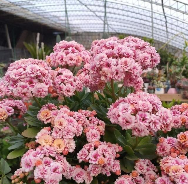  「河沙」小花匠养长寿花，只用“2种土”，疏松又营养，开花爆盆不是事