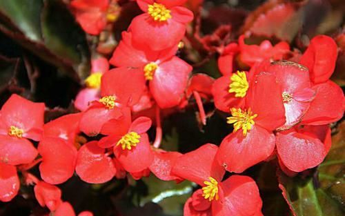  【喜欢】喜欢菊花，就养盆“菊中珍品”金龙献爪，似金龙出海，霸气十足