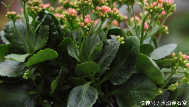  『送给』它是春季花卉，最适合送给老人，寓意长寿吉祥，为家人种植一盆吧