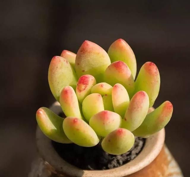  #属多肉植物#这些自带芳香的多肉植物，你一定喜欢