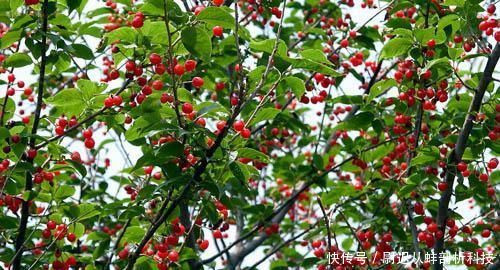  「樱桃没」产地频繁卖不动，数万吨找销路，价格却很贵，吃货：烂地里吧