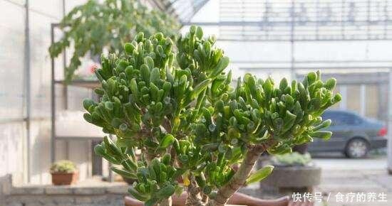  「玉树」“长寿植物”玉树，养成老桩就是好看的盆景！