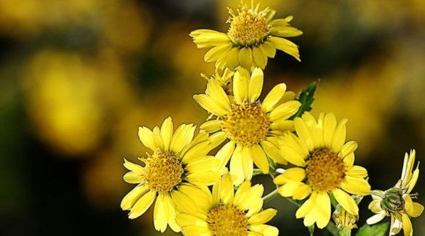 乡下路边的小黄花，农民们看到像野草时，却不知50元一斤