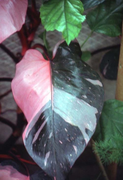  上图为■蔓绿绒观叶植物里的大家族，叶子颜色形态各异，我家就养了几种